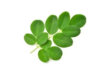 some green leaves on a white background