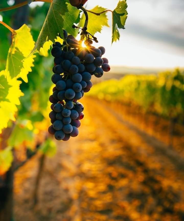 some grapes are hanging from the vine in an open field with yellow leaves on it