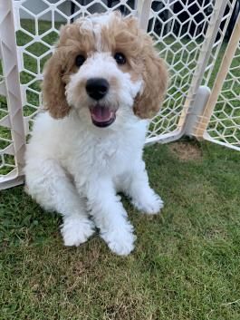 a small white and brown dog sitting on top of a grass covered field next to a fence