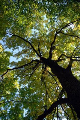 looking up into the canopy of a tall tree with leaves on it's branches