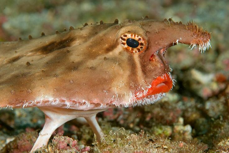 a close up of a small animal with its mouth open and eyes wide open on the ocean floor