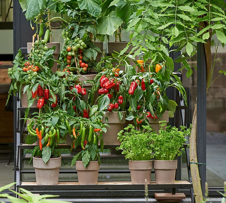 several potted plants are lined up in front of each other on a shelf outside