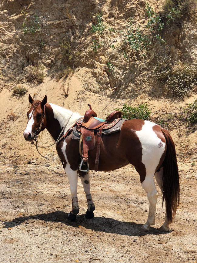 a brown and white horse standing on top of a dirt field next to a hill