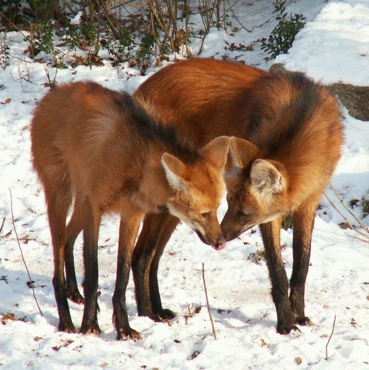 two foxes standing next to each other in the snow