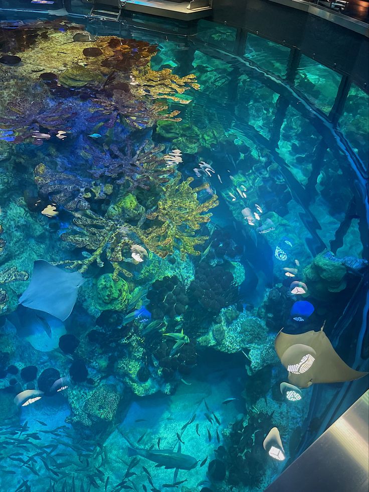 a large aquarium filled with lots of different types of fish and corals in it