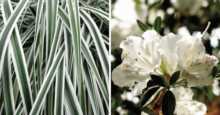 white flowers and green leaves next to each other in two different pictures, one with brown spots on it