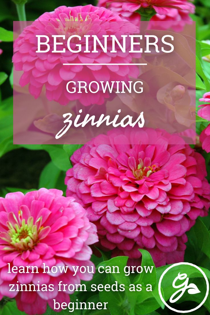 pink flowers with the text beginners growing zinnas learn how to grow zinnas from seeds as a beginner