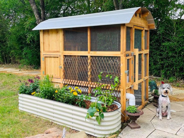 a dog is standing in front of a chicken coop with plants growing out of it