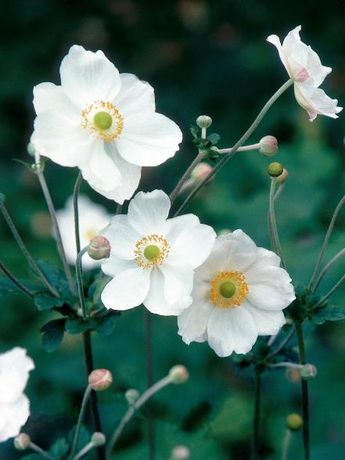 white flowers with yellow centers in a garden