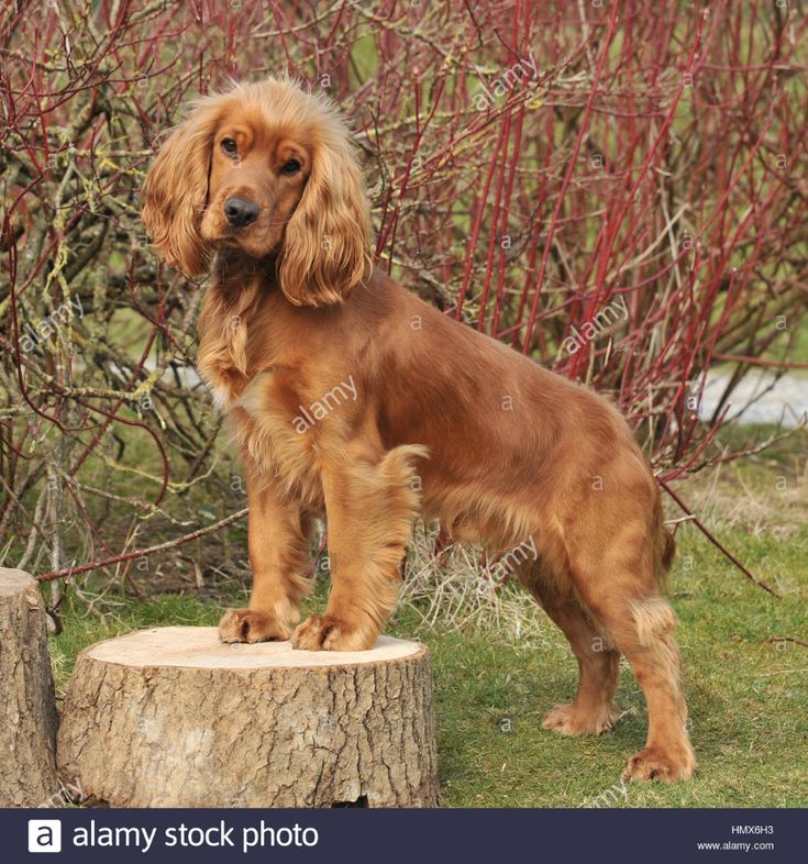 a brown dog standing on top of a tree stump