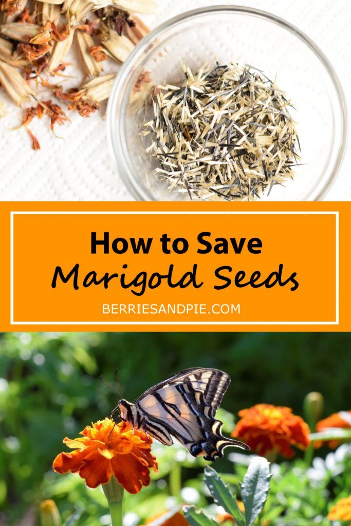 how to save margioid seeds in the garden