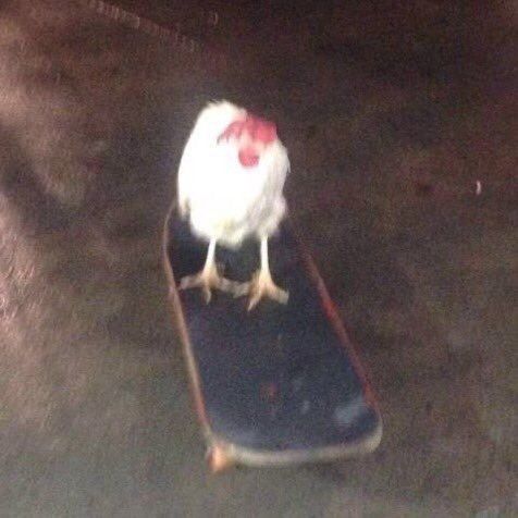 a chicken is standing on top of a skateboard