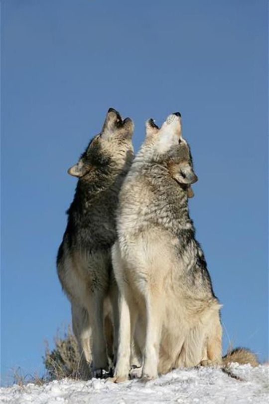 two gray wolfs sitting on top of a snow covered hill looking up at the sky