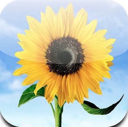 a yellow sunflower with green leaves and blue sky in the background