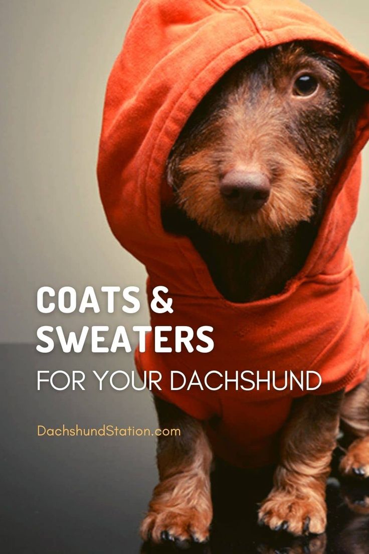 a dog wearing a red hoodie with the words coats and sweaters for your dachshund