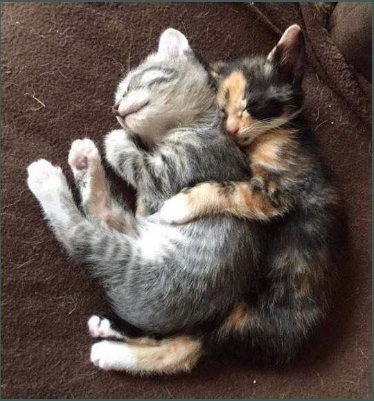 two kittens are cuddling together on the floor