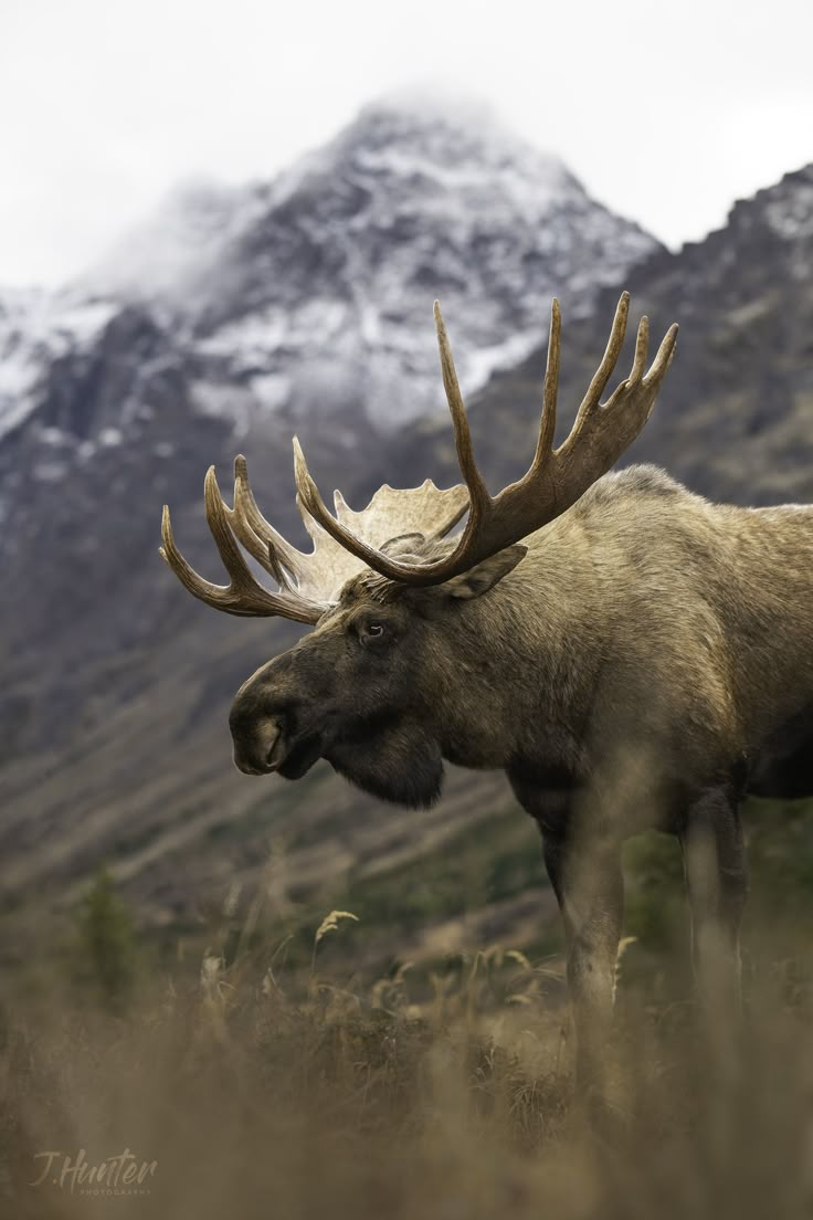 a moose with large antlers standing in tall grass next to snow capped mountain range