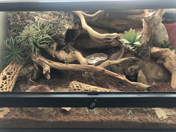 an aquarium filled with plants and rocks