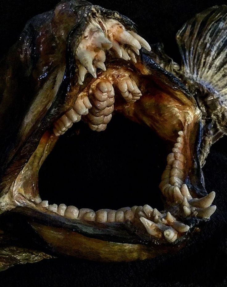 an animal's teeth and mouth are shown in this image