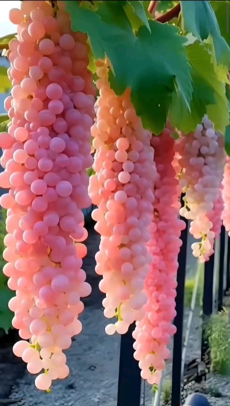 some pink flowers hanging from a tree with green leaves