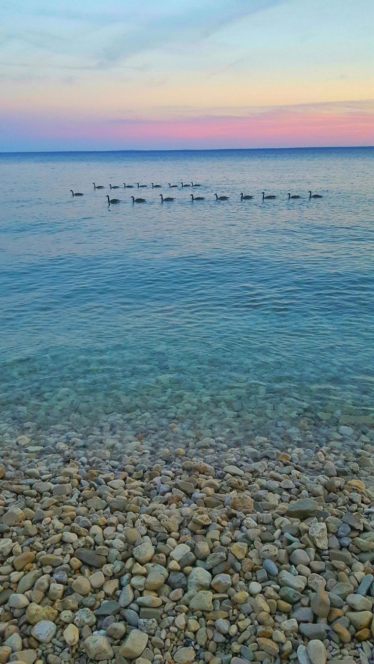 the birds are swimming in the water near the rocks on the beach at sunset or dawn