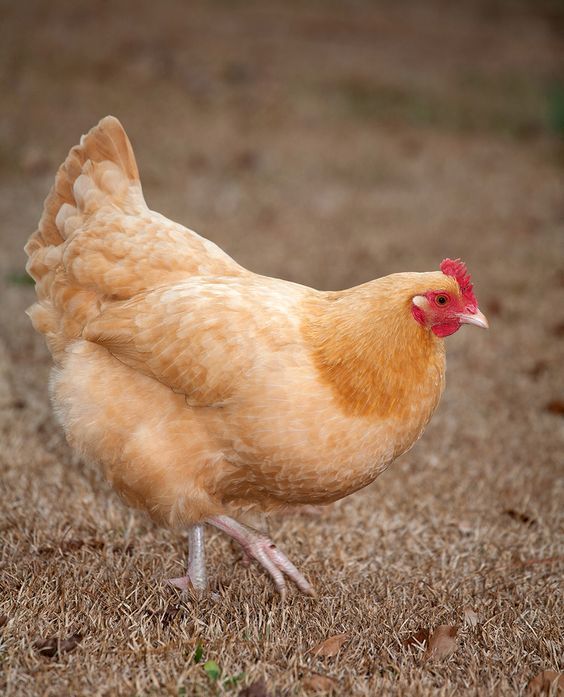 a brown and white chicken standing on top of dry grass