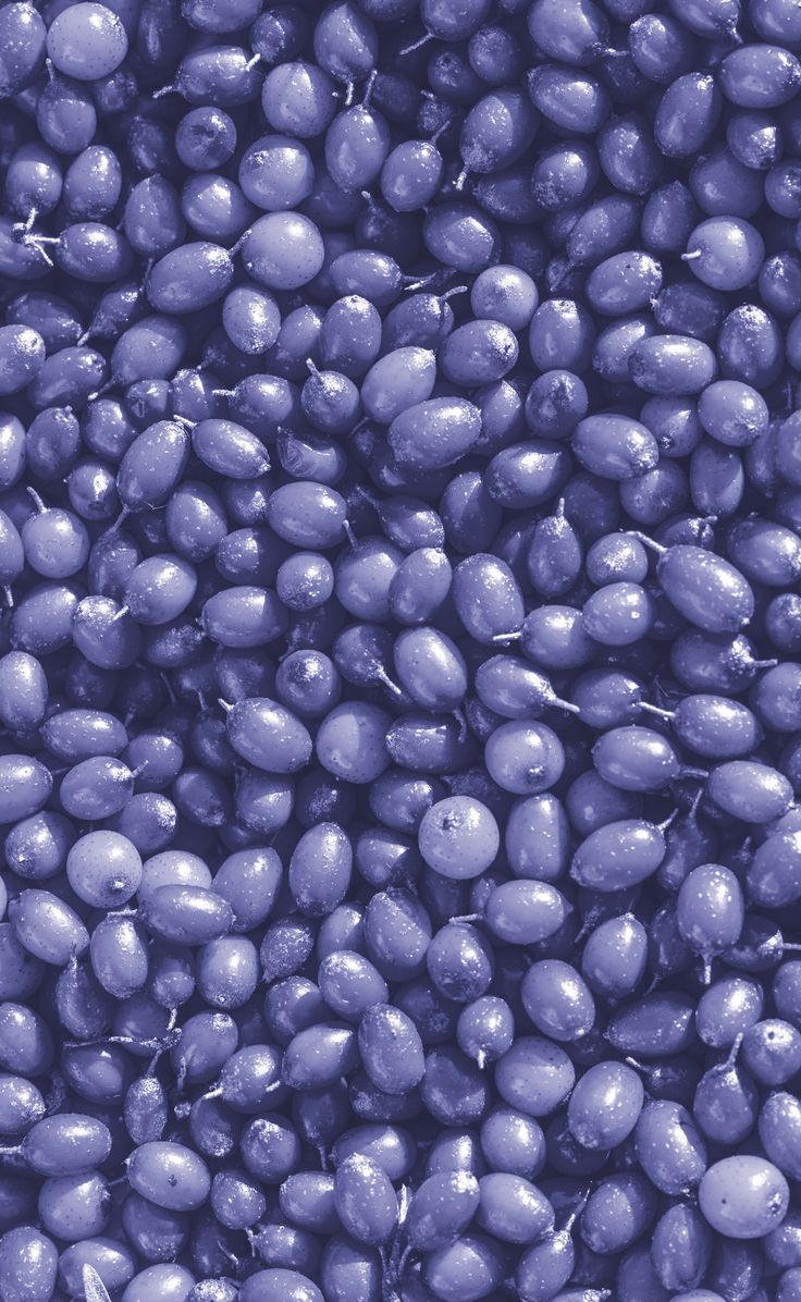 a bunch of beans that are purple in color