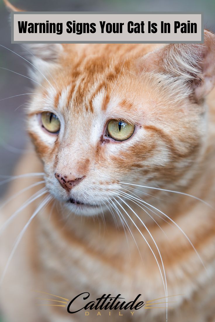 a close up of a cat with the caption warning signs your cat is in pain