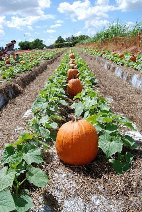 pumpkins are growing in rows on the farm