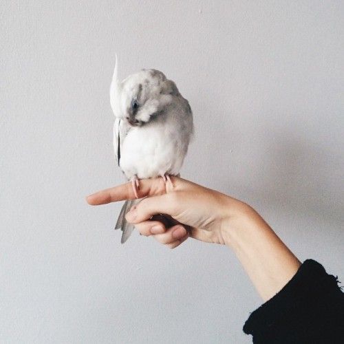 a small white bird perched on top of a persons hand