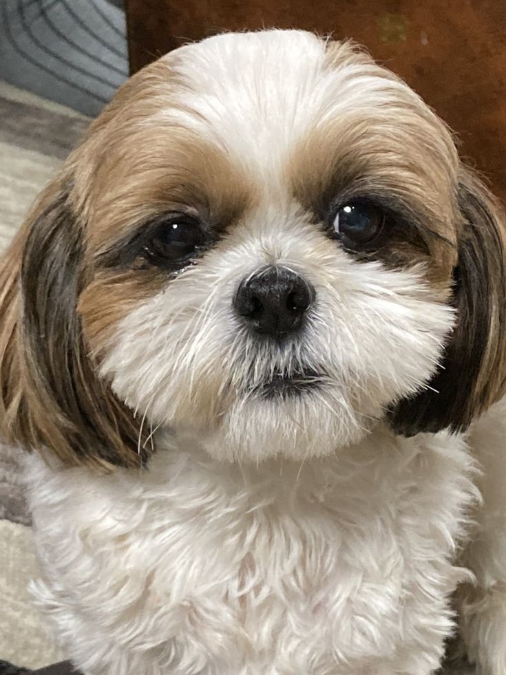 a small white and brown dog sitting on top of a bed