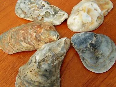 five different types of seashells on a wooden table