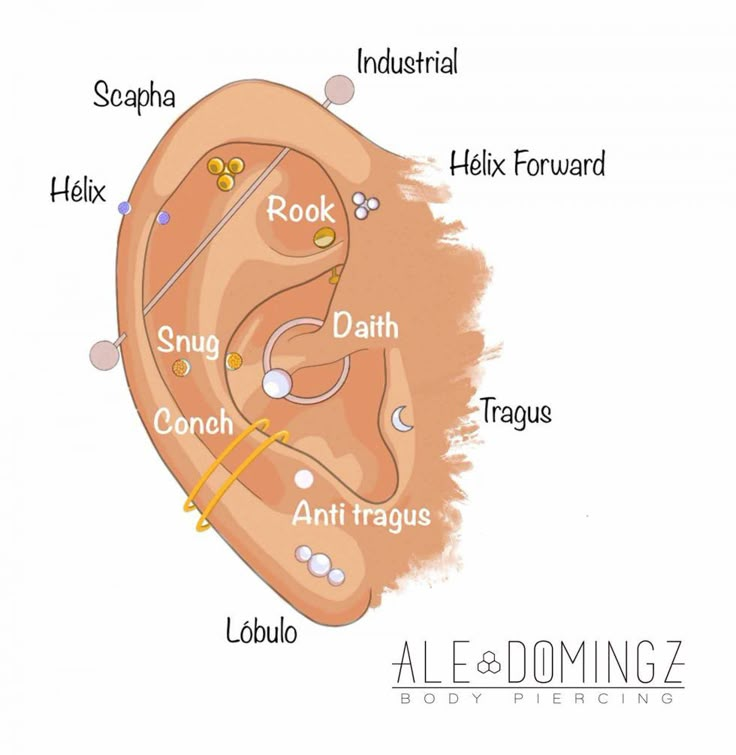 an ear labeled in different parts of the body and part of its surrounding area with labels on each side