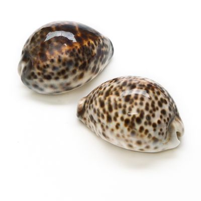 two brown and white shells on a white background