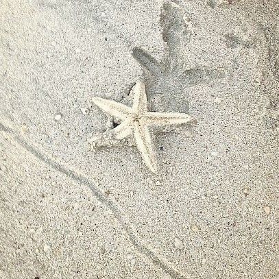 a white starfish laying on top of a sandy beach