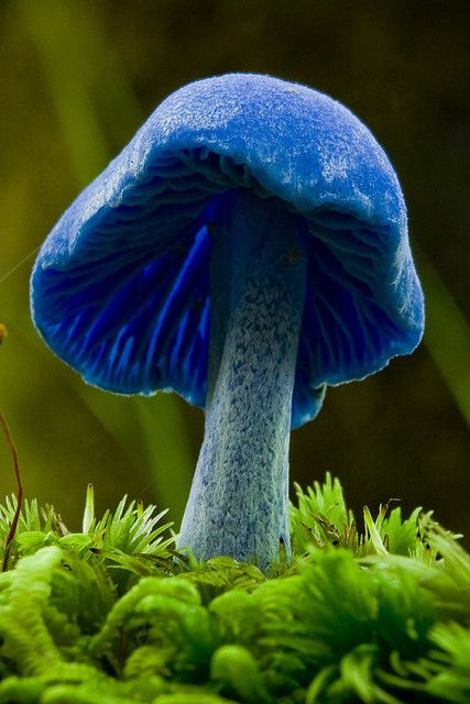 a blue mushroom sitting on top of green moss