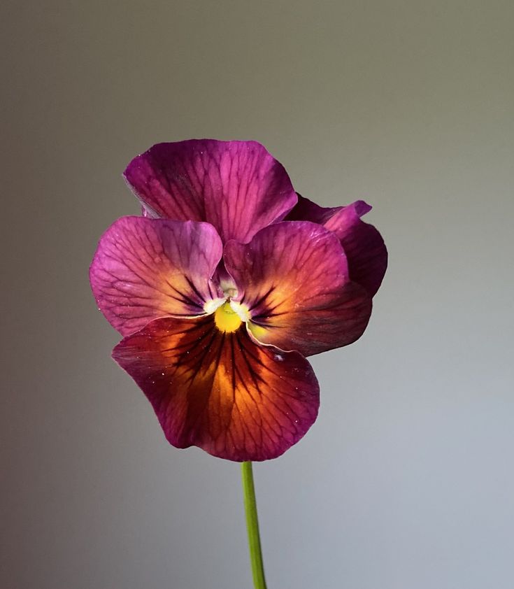 a purple flower is in a vase with water