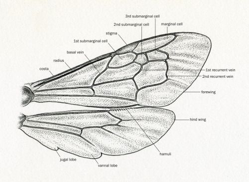 an image of the structure of a butterfly's wing