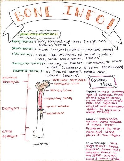 a diagram of the bones and their functions in human anatomy, with text describing bone info