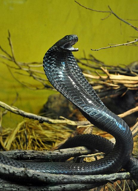 a black snake with its mouth open on the ground