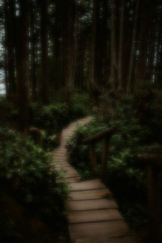 a wooden path in the middle of a forest