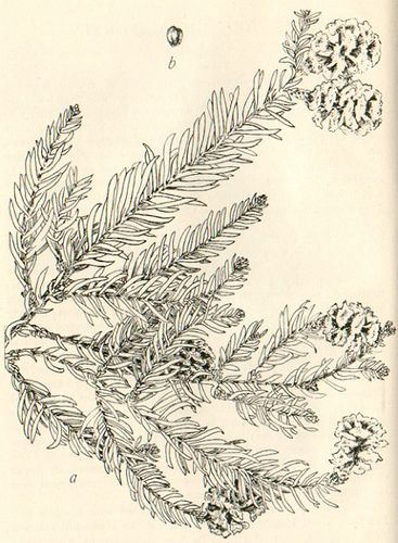 a drawing of pine needles and cones