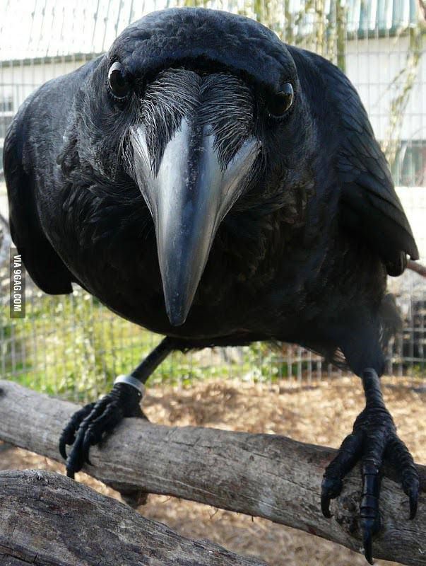 a black bird sitting on top of a tree branch with caption that reads, i have ordered this crow to stare at you