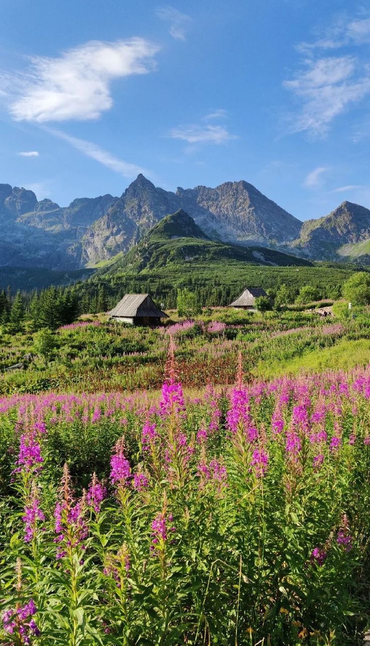 Tatra national park Poland zakopane town square tatra mountains Poland tourism travel industry Tatra National Park Poland, Zakopane Poland Summer, Tatra Mountains Poland, Poland Scenery, Poland Countryside, Poland Aesthetics, Poland Zakopane, Poland Aesthetic, Poland Trip