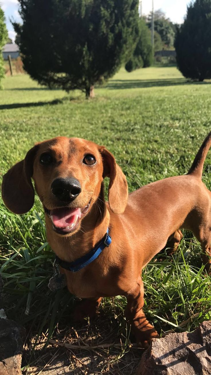 a brown dog standing on top of a lush green field