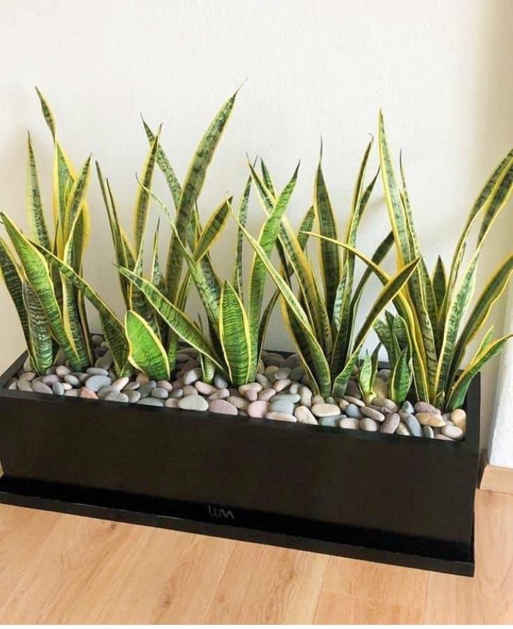 some plants that are sitting in a black planter on a wooden floor next to a white wall