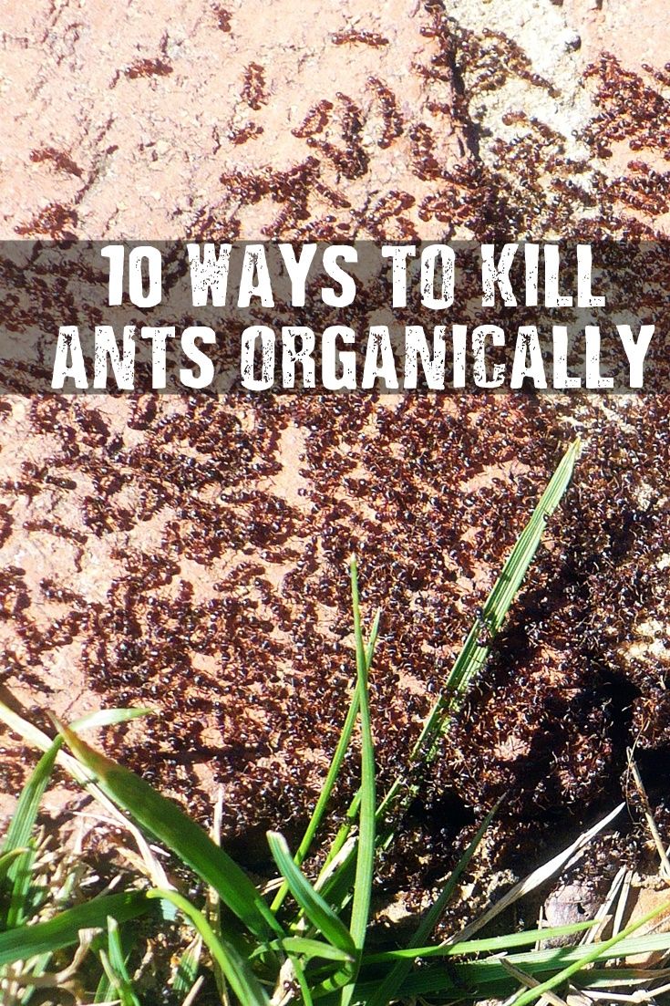 an image of ants crawling on the ground with text overlay that reads 10 ways to kill ants organicly