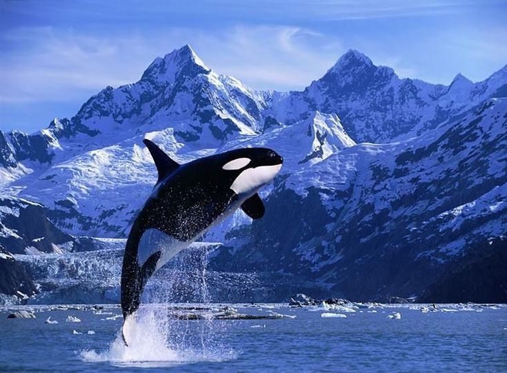 an orca jumping out of the water in front of snow covered mountains and ice floes