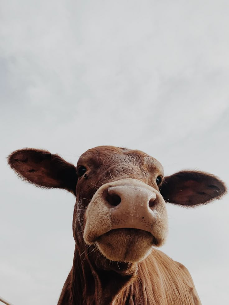 a brown cow standing on top of a lush green field next to a sky filled with clouds