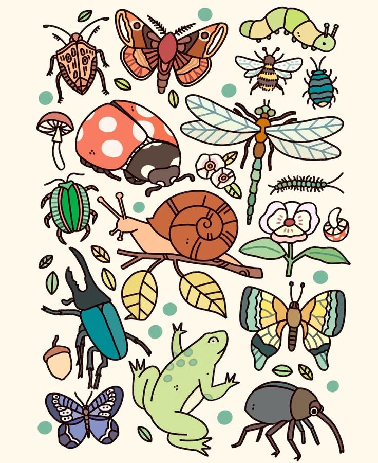 an image of bugs and insects on a white background